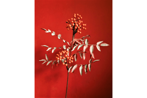 Rowan Ash Tree Branch 3D SVG Flowers Review
